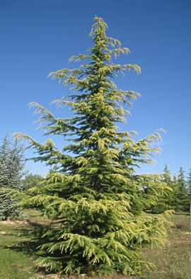 CEDRUS deodara 'Aurea'