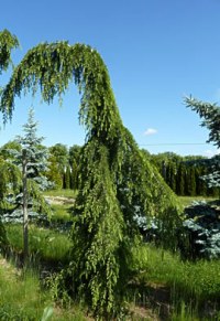 Cèdre de l'Himalaya pleureur