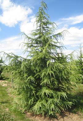 CEDRUS deodara