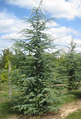 CEDRUS 'Glauca'