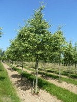 CELTIS australis