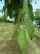 CELTIS australis