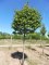 CERCIS canadensis