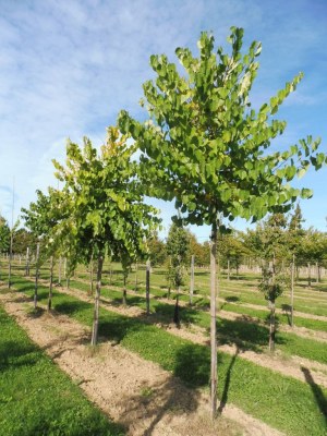 CERCIS canadensis