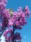 CERCIS siliquastrum