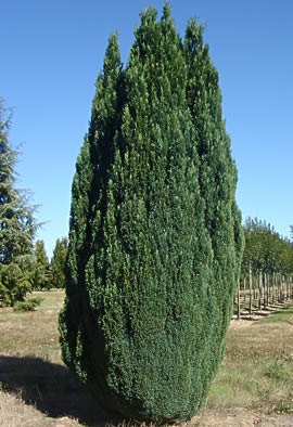 CHAMAECYPARIS lawsoniana 'Ellwoodii'