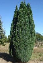 CHAMAECYPARIS lawsoniana 'Ellwoodii'