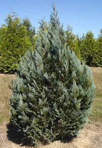 Cyprès de Lawson 'Pembury Blue'