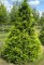 CHAMAECYPARIS lawsoniana 'Stardust'