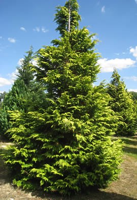 CHAMAECYPARIS lawsoniana 'Stewartii'