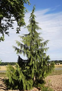 Cyprès de Nootka pleureur