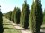 CHAMAECYPARIS lawsoniana 'Ellwoodii'