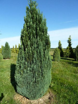 CHAMAECYPARIS lawsoniana 'Ellwoodii'