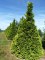 CHAMAECYPARIS lawsoniana 'Stardust'