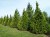 CHAMAECYPARIS lawsoniana 'Stardust'