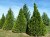 CHAMAECYPARIS lawsoniana 'Stardust'