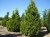 CHAMAECYPARIS lawsoniana 'Stardust'