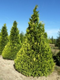 Cyprès de Lawson 'Stardust'