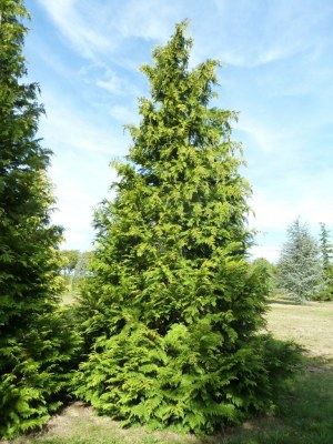 CHAMAECYPARIS lawsoniana 'Stewartii'