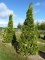 CHAMAECYPARIS lawsoniana 'Stewartii'