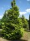 CHAMAECYPARIS lawsoniana 'Stewartii'