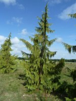 CHAMAECYPARIS nootkatensis 'Pendula'