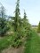 CHAMAECYPARIS nootkatensis 'Pendula'