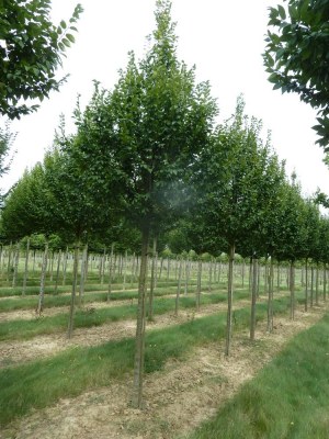 CARPINUS betulus 'Lucas'