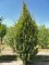 CARPINUS betulus 'Lucas'