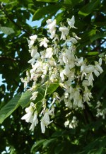 CLADRASTRIS lutea