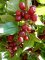 CORNUS mas