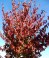 CORNUS mas