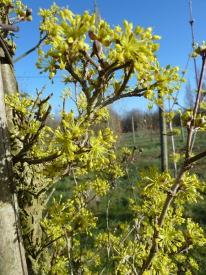 CORNUS officinalis