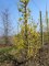CORNUS officinalis
