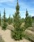 CORNUS officinalis