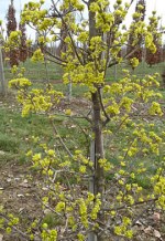 CORNUS officinalis