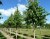 CORYLUS colurna
