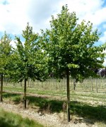 CORYLUS colurna