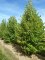CORYLUS colurna