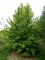 CORYLUS colurna