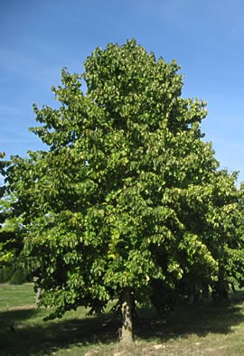 CORYLUS colurna