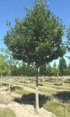 CRATAEGUS x lavallei 'Carrierei'