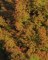 Cryptomeria japonica 'Elegans'