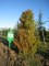 Cryptomeria japonica 'Elegans'