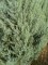 CUPRESSUS arizonica 'Glauca Fastigiata'