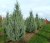 CUPRESSUS arizonica 'Glauca Fastigiata'