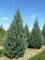 CUPRESSUS arizonica 'Glauca Fastigiata'