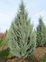 CUPRESSUS arizonica 'Glauca Fastigiata'