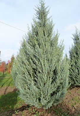 CUPRESSUS arizonica 'Glauca Fastigiata'