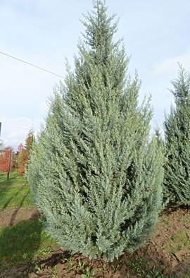 CUPRESSUS arizonica " Glauca Fastigiata"